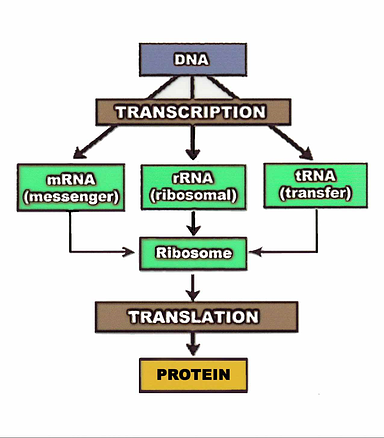 Central Dogma resized 600