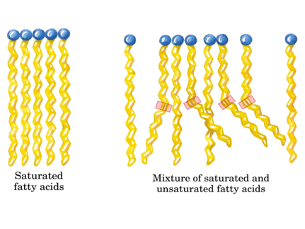 in biological membranes the phospholipids are arranged in a in biological membranes the phospholipids are arranged in a