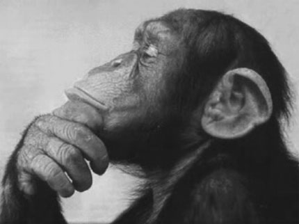 thinking-monkey